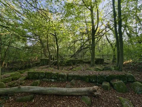 Mossy stone wall and fallen log in sunlit forest clearing with leaf litter,.. Stock Photos