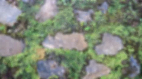 The mossy stone wall as the background Stock Photos
