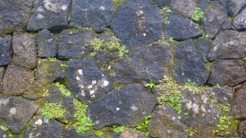 A mossy stone wall as a background Stock Photos