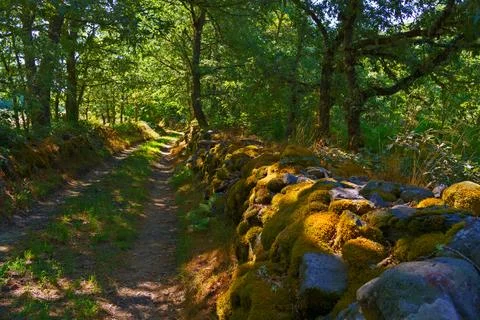 Mossy stone wall bordering a path in a sunny forest Stock Photos