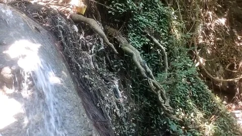 Mossy stone wall in the forest Stockbeeldmateriaal 333051239