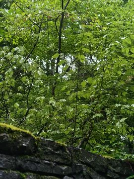 Mossy stone wall frames dense green canopy Stock Photos