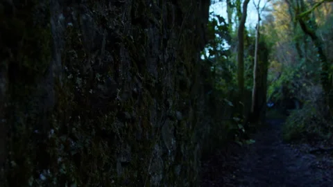 Mossy Stone Wall Path Overgrown Nature UK Winter Stock Footage 324599159