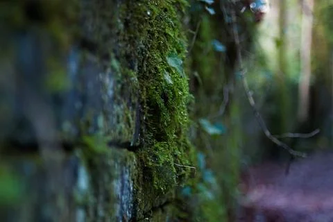 Mossy Stone Wall Path Textured Nature Background Stock Photos