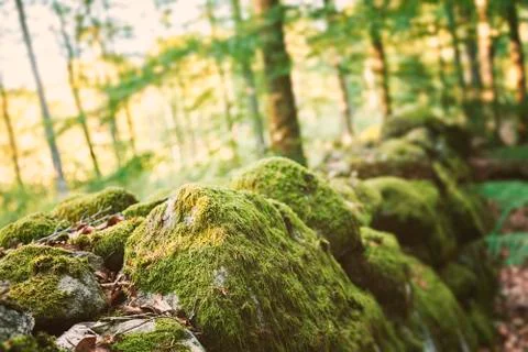 Mossy stone wall 스톡 사진