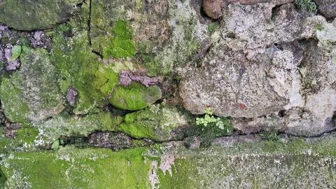 Mossy stone wall Stock Photos