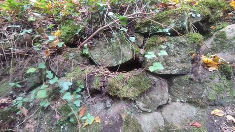Mossy stone wall texture background landscape nature summer autumn green leav Stock Photos
