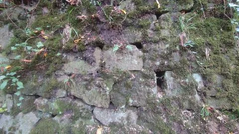 Mossy stone wall texture background landscape nature summer autumn green leav Stock Photos