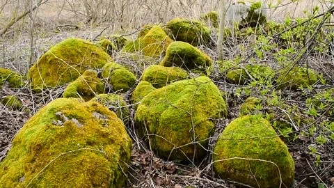 Mossy stones Stock Footage 130639577