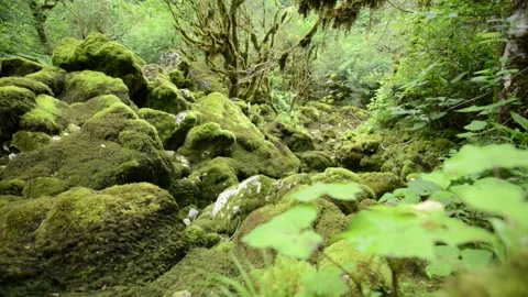 Mossy stones Video stock 135741244