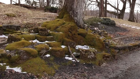 Mossy stones by a tree Stock Footage 270095516