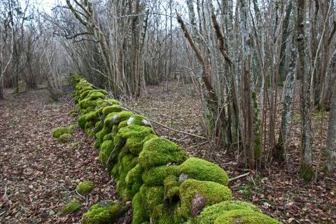 Mossy stonewall Stock Photos