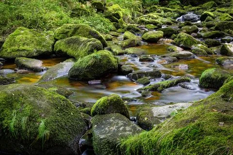 Mossy Stream in Ancient Forest Stock Photos