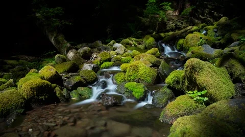 Mossy Stream Dolly Timelapse 4k 動画素材 99375809