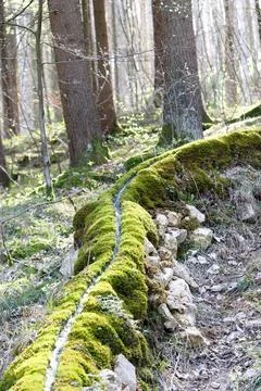 Mossy stream flowing through forest with dappled sunlight Stock Photos