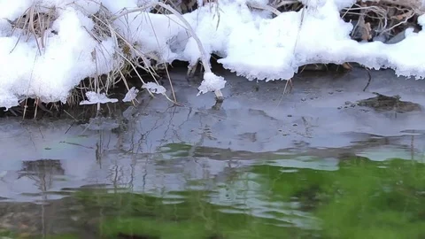 Mossy Stream Stock-Footage 79576679
