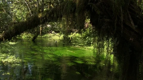 Mossy Stream Stock Footage 119892748