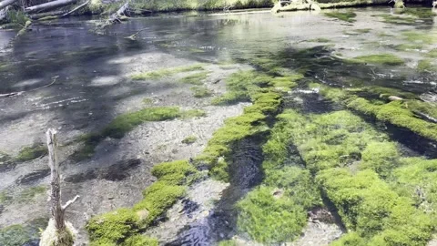Mossy stream Stock Footage 156665024