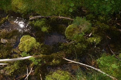 Mossy stream Stock Photos