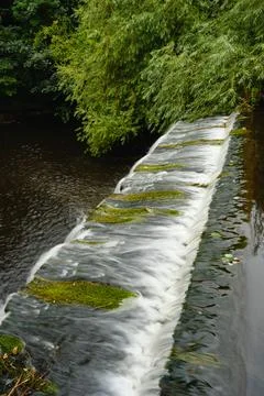 Mossy stream spilling over low weir beside dense green riverside foliage Stock Photos