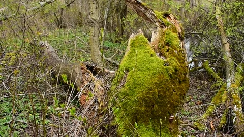 Mossy stump fallen tree Stock Footage 130639570