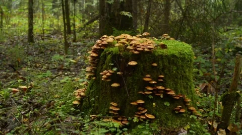 Mossy Stump With Mushrooms Stock Footage 41761859