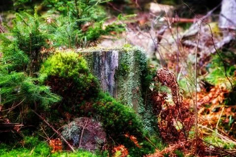 Mossy stump Stock Photos