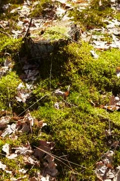 Mossy stump Stock Photos