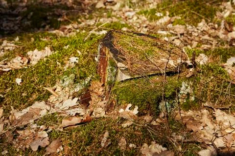 Mossy stump Stock Photos