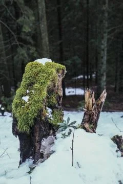Mossy stump Stock Photos