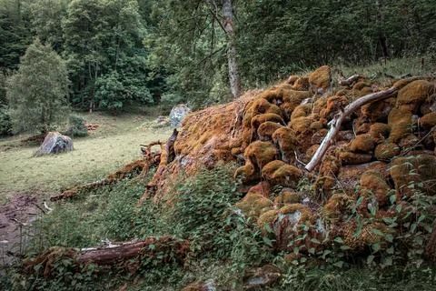 Mossy stumps 스톡 사진