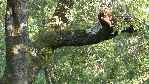Mossy Sun-dappled Tree Trunk Stock Footage 106721154