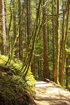 Mossy, Sunlit Path Stock-Fotos