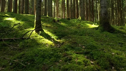 Mossy sunny forest tree landscape Stock-Footage 337430456
