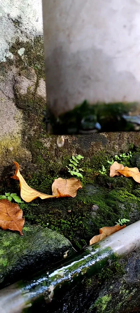 Mossy surface with fallen leaves and water droplets falling from the pipe Stock Footage 307474008