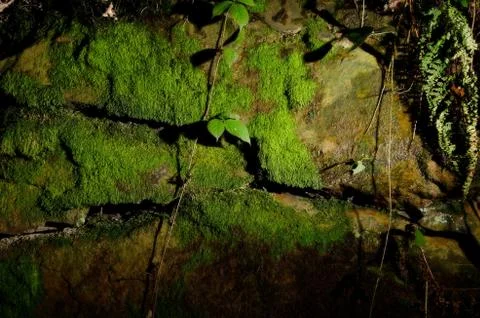 Mossy surface of rock texture, dirty wild stone. Stock Photos