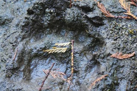 Mossy temperate rainforest floor 16 Stock Photos
