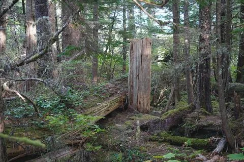 Mossy temperate rainforest floor 3 Stock Photos