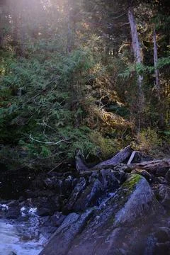 Mossy temperate rainforest floor 7 Stock Photos