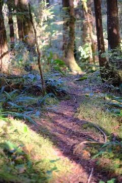 Mossy temperate rainforest floor 9 Stock Photos