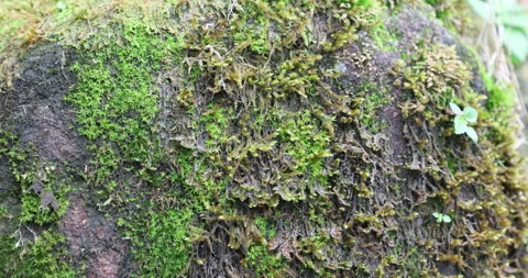 Mossy Texture art on a Stone Видео 335585847
