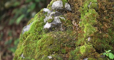 Mossy Texture art on a Stone Video stock 335586018