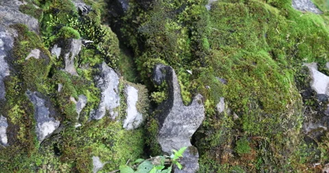 Mossy Texture art on a Stone Stock Footage 335586352