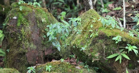 Mossy Texture art on a Stone Stock Footage 335586401