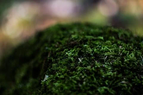 Mossy Texture Stock Photos
