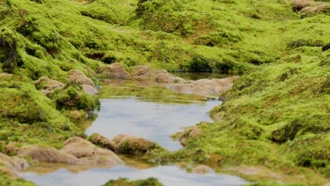 Mossy tidepool by the beach Stock Footage 337904734