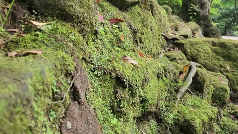 Mossy trail winds through lush forest greenery 動画素材 337698938
