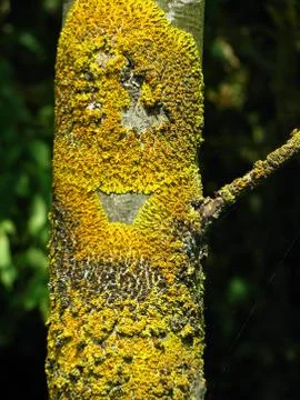 Mossy Tree 01 Stock Photos