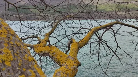 Mossy tree against the backdrop of Lake Abrau and mountains Stock Footage 238822488