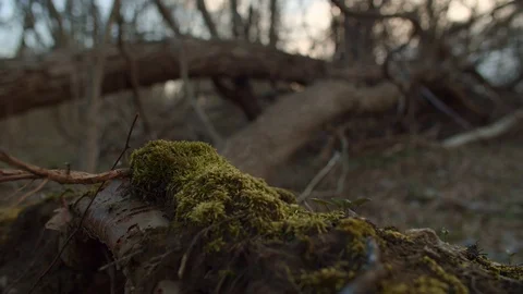 Mossy Tree and Fallen Trees Rack Focus Stock Footage 128246372